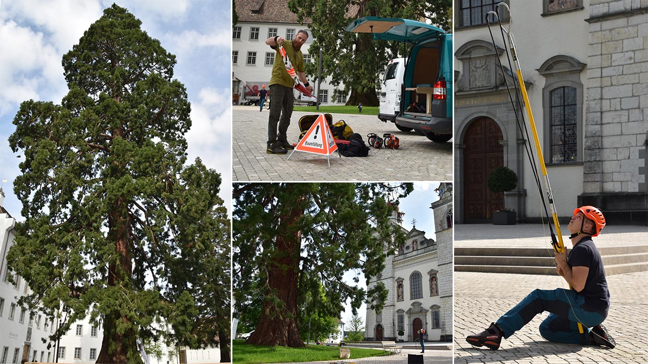 Установка ZIGZAG в режиме SRT для доступа на дерево