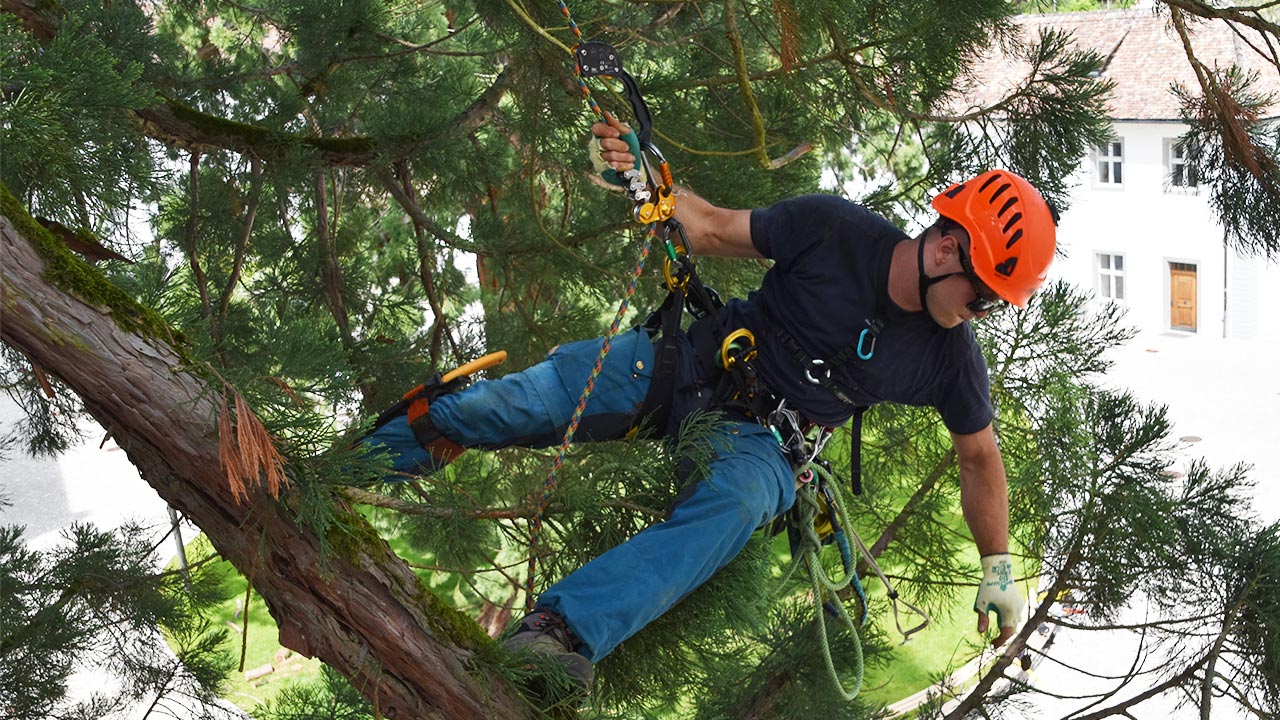 Больше возможностей при работе в кроне дерева благодаря новинкам от Petzl 