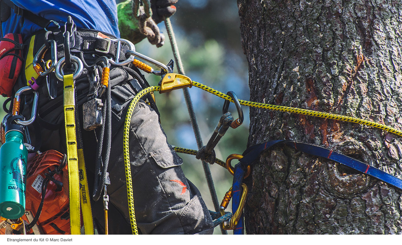 Обеспечение безопасности работника во время демонтажа дерева