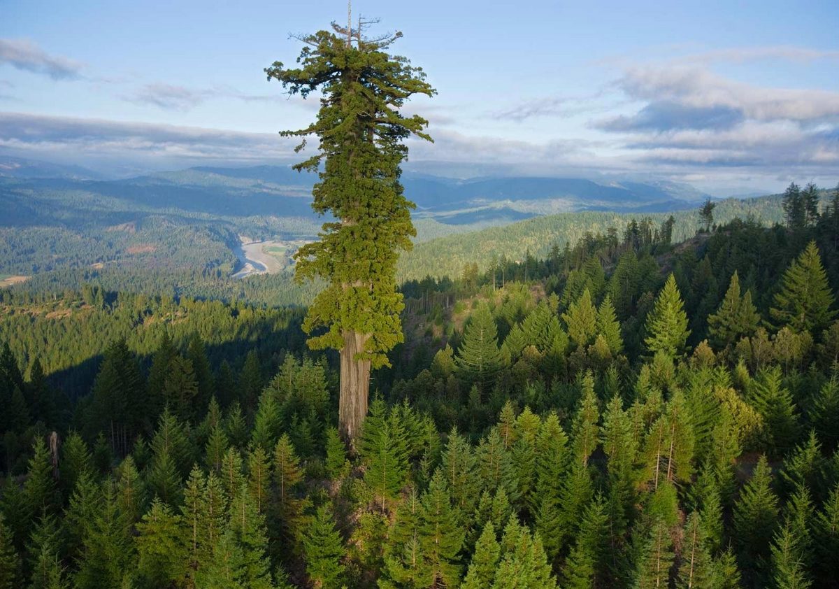 Гиперион (Hyperion, лат. Sequoia Sempervirens)