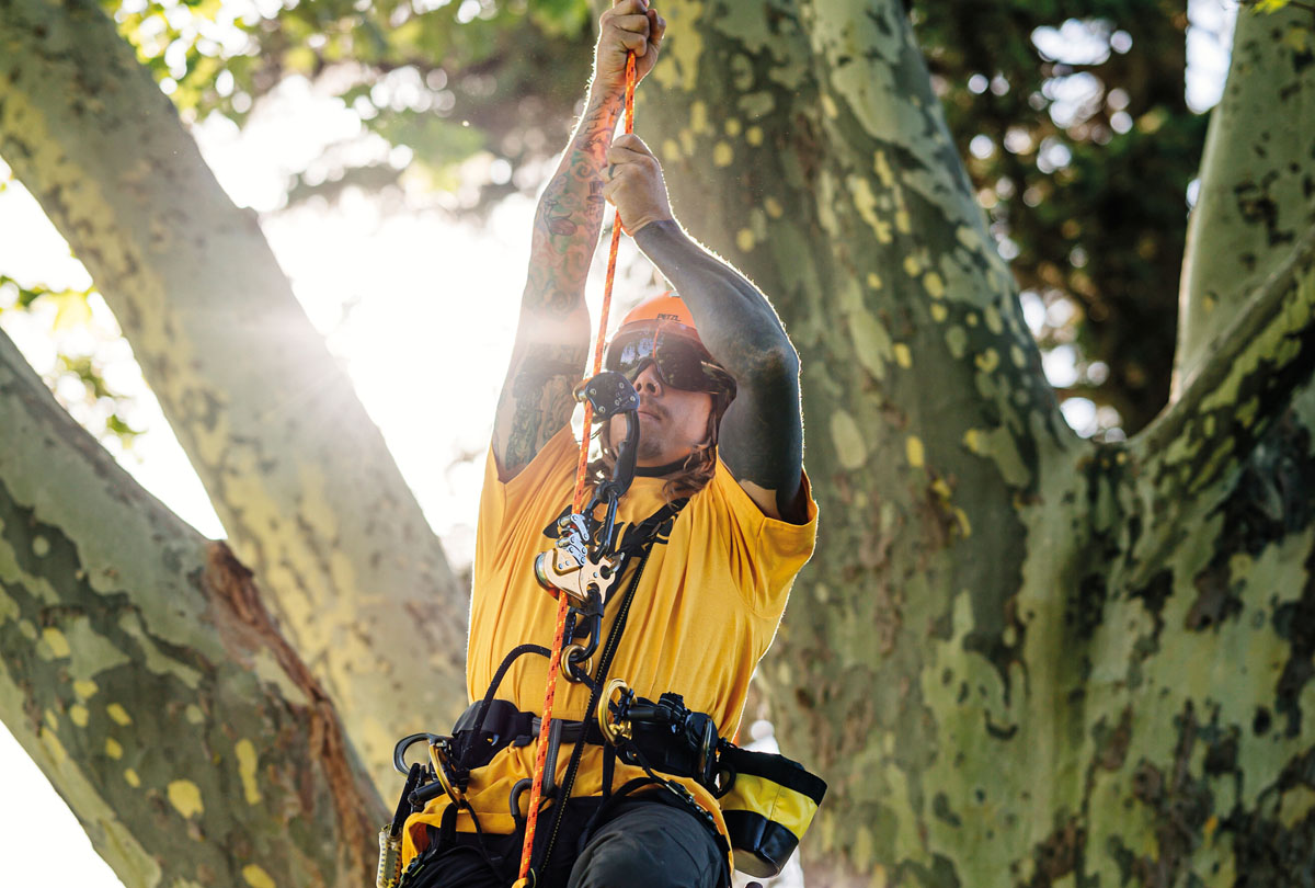 Привязь Sequoia для работы на деревьях