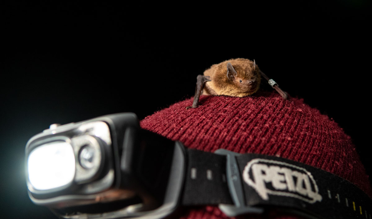 Ночь летучих мышей (International Bat Night)