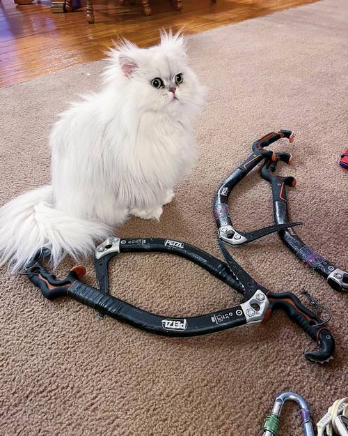 Nomic & Vajra Persian Cats