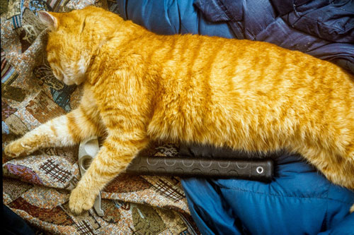 Котик охраняет скальный молоток Petzl BONGO 